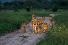 3-Day Big Five Sabi Sands Safari at Umkumbe Safari Lodge