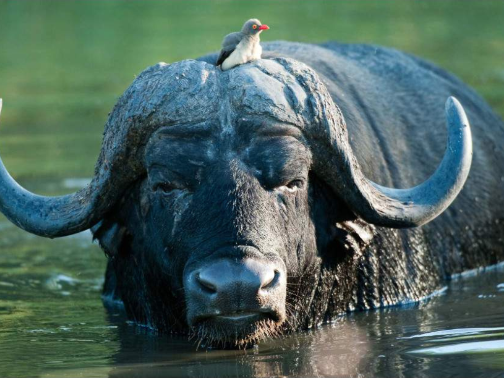 4-Day Big Five Chobe Park & Victoria Falls Tour