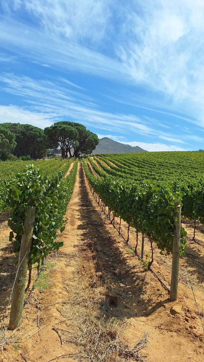 3-Day Safari and Wine Tour – Cape Town