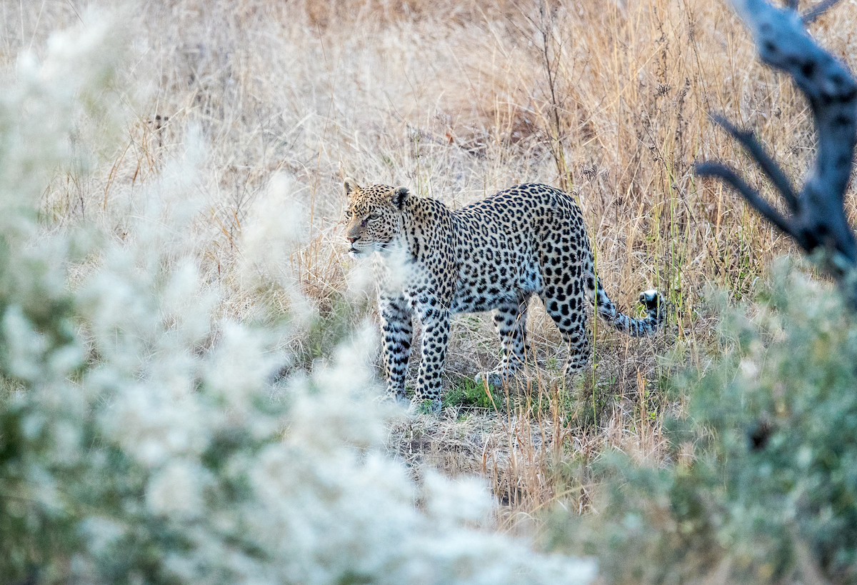 5-Day Big Five Camping Safari with Panorama Highlights