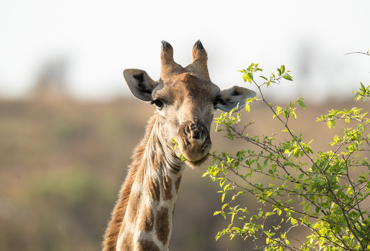Safari de 10 días por el sur de África: Parque Kruger, Cataratas Victoria y Ciudad del Cabo