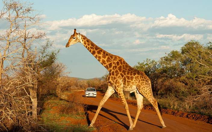 2-Day Big Five Safari in Madikwe Overview