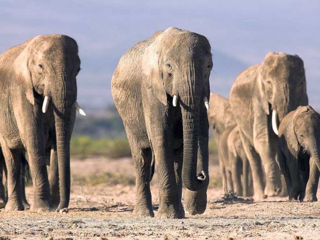 Safari de 7 Días: Amboseli, Lago Naivasha y Maasai Mara