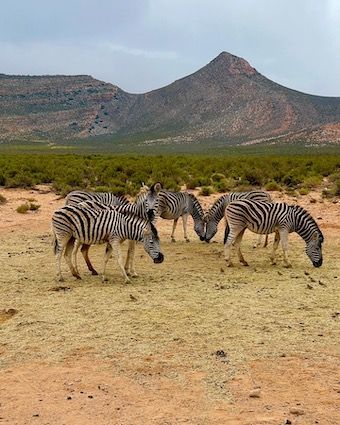 2-Day Safari Getaway near Cape Town – Big Five Adventure
