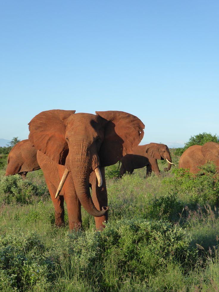 3-Day Safari and Wine Tour – Cape Town