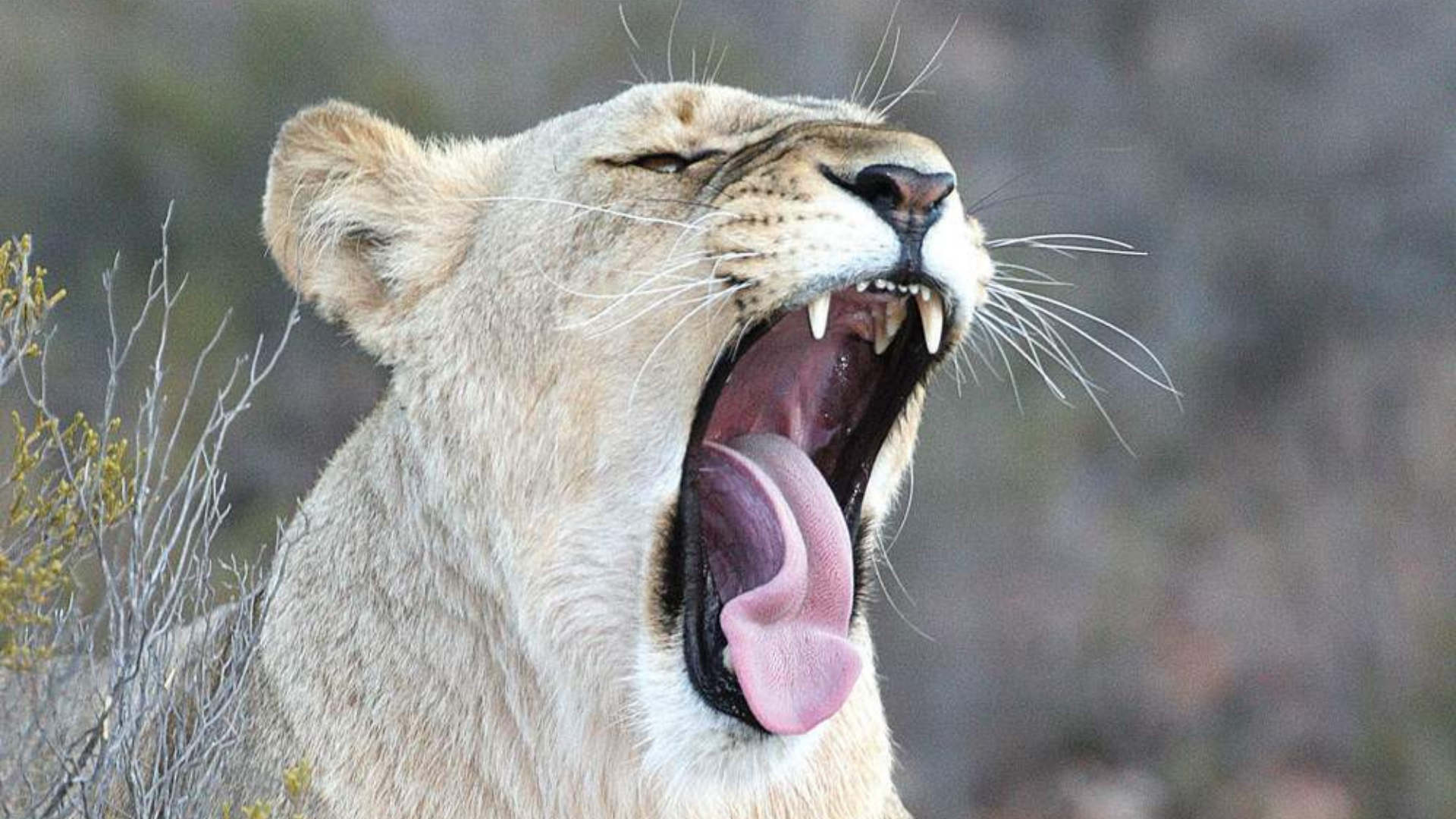 3-Day Cape Town Big Five Safari & Elephant Encounter