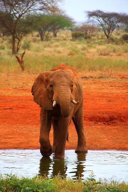 3-Day Chobe Safari Adventure -Boat Cruises & Game Drives