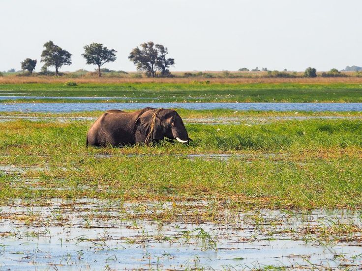 3-Day Chobe Safari Adventure -Boat Cruises & Game Drives