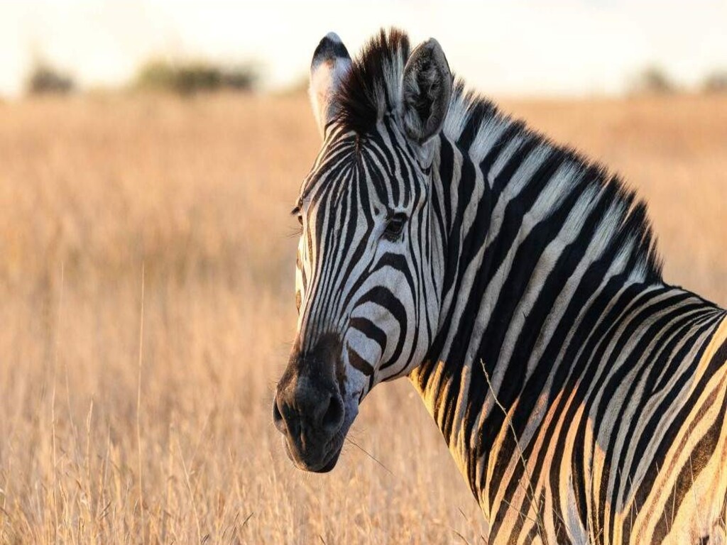 Safari económico de 7 días por el Parque Nacional Kruger, las Cataratas Victoria y el Parque Nacional de Chobe