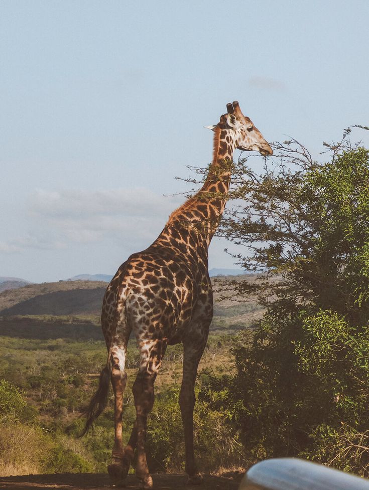1-Day Pretoria City & Safari Park Adventure – The Best of Both Worlds