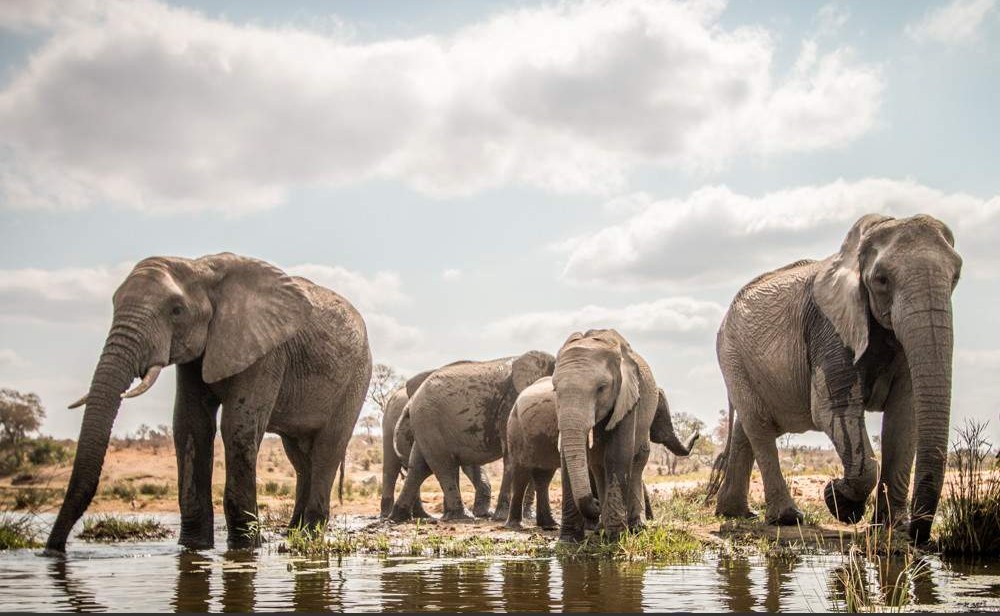 Encuentro con Elefantes y Experiencia en Santuario – 1 día