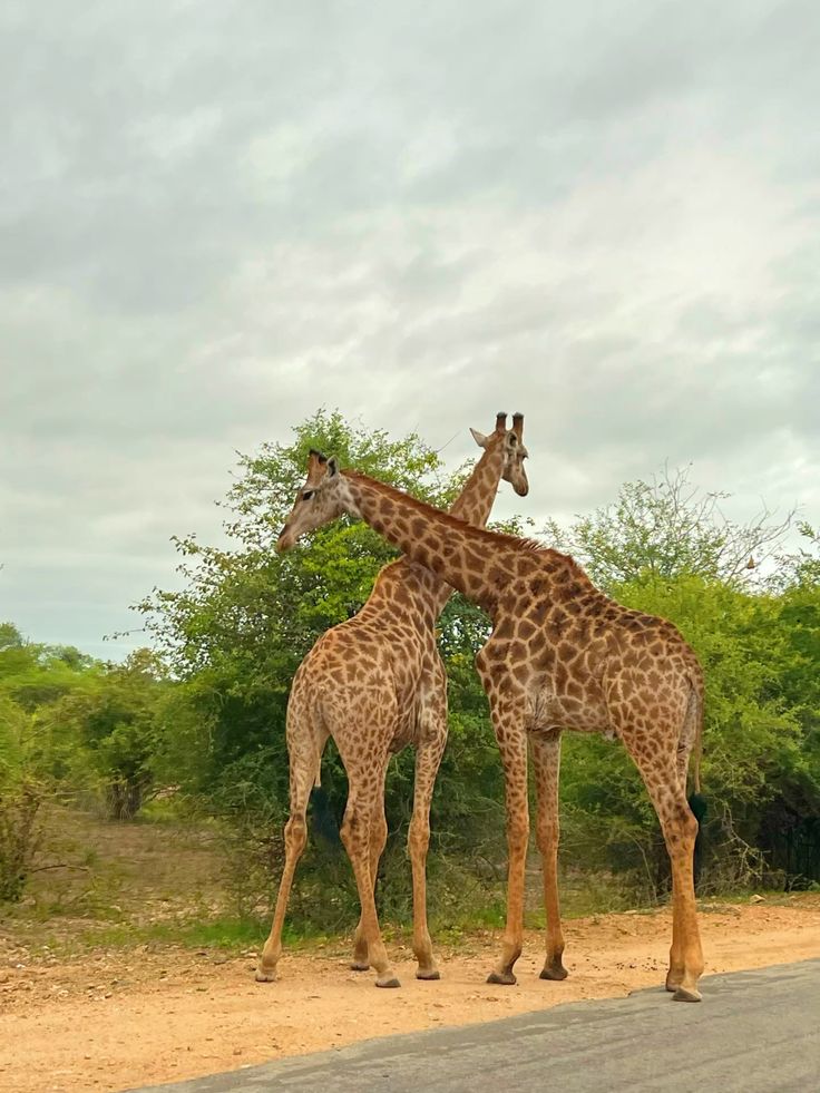 3-Day Chobe Safari Adventure -Boat Cruises & Game Drives