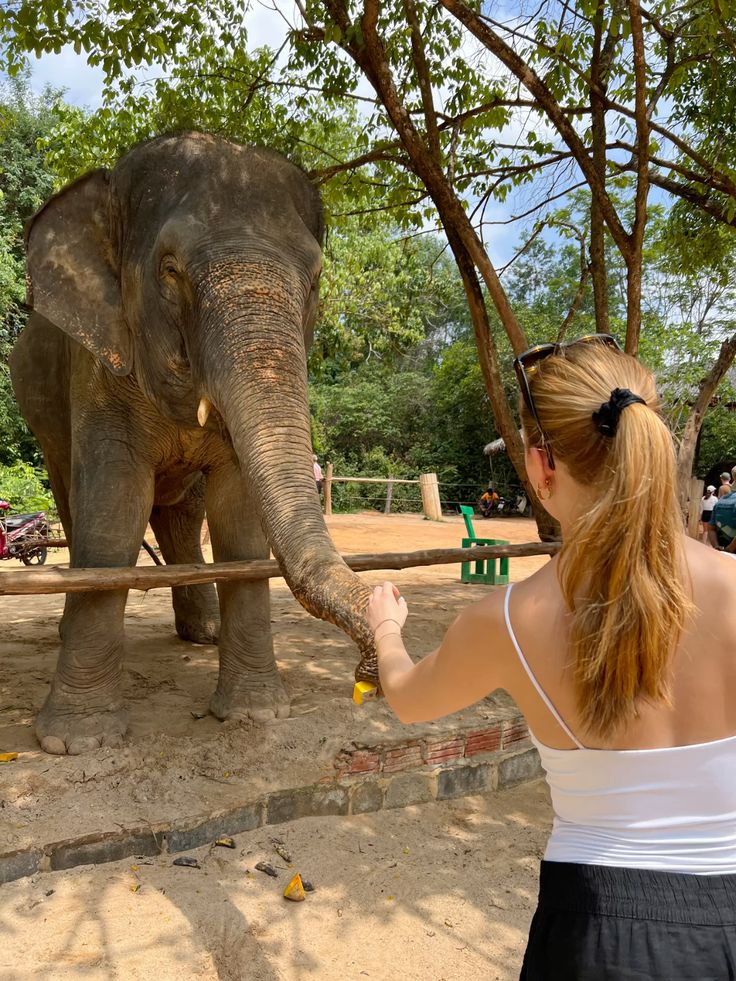 Encuentro con elefantes y experiencia en santuario – 1 día