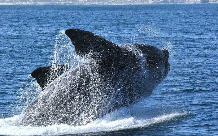 Tour de 1 Día por la Ruta de las Ballenas – Experiencia en Hermanus