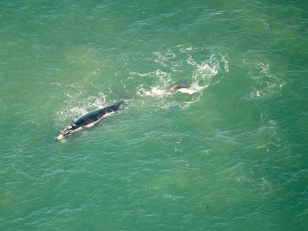 1-Day Cape Town Aerial Tour – Scenic Helicopter Flight