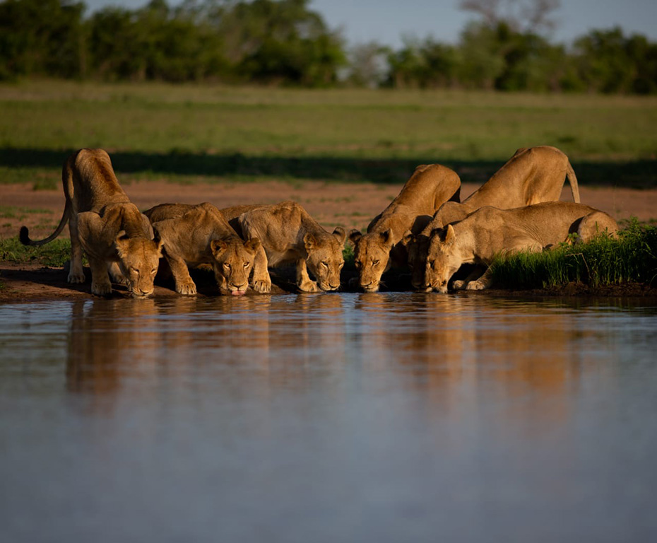 4-Day Adventure – Sabi Sands Safari Lodge Escape