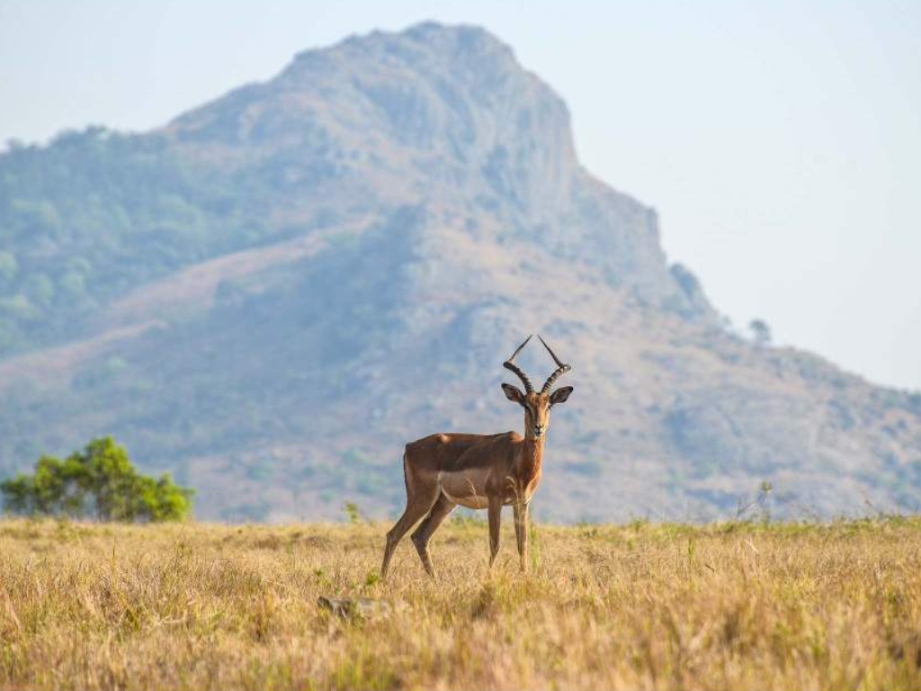 Aventura de 5 Días en Esuatini: Cultura, Fauna y Paisajes