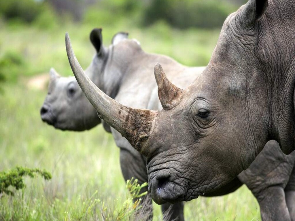 Safari económico de 7 días por el Parque Nacional Kruger, las Cataratas Victoria y el Parque Nacional de Chobe