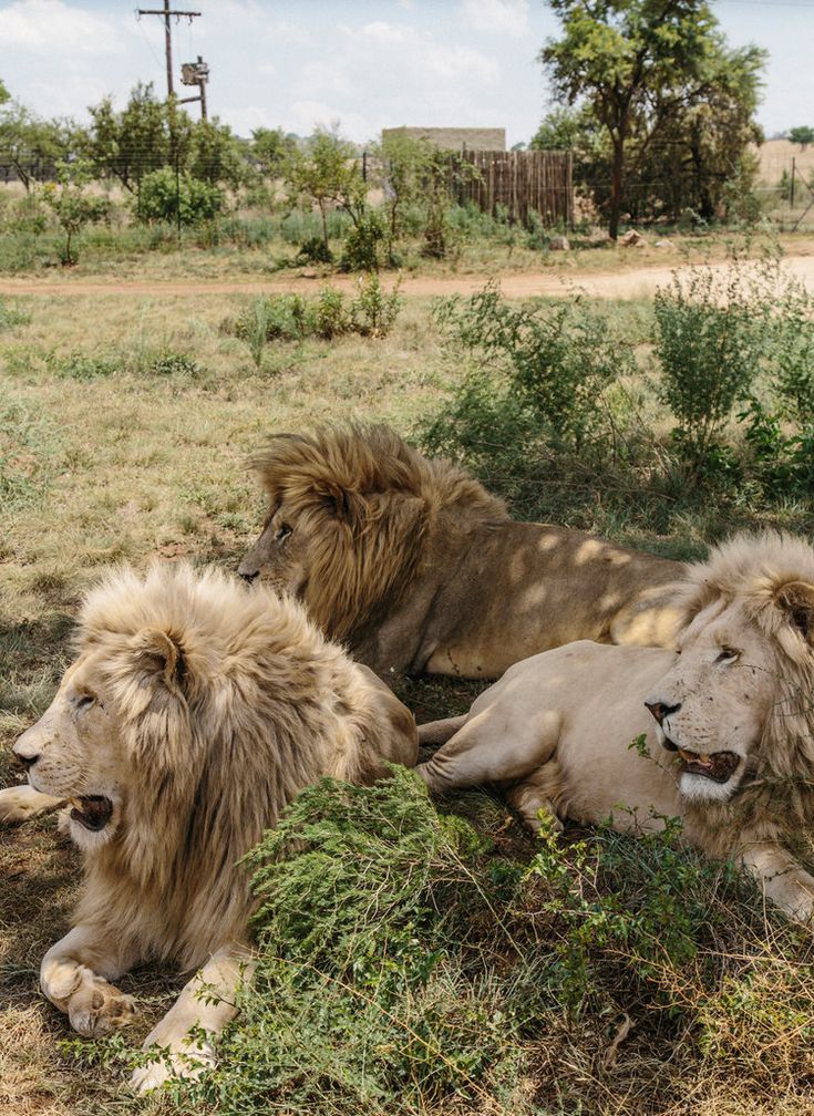 Cultura de la Aldea Lesedi y safari en el Parque de Leones – 1 día