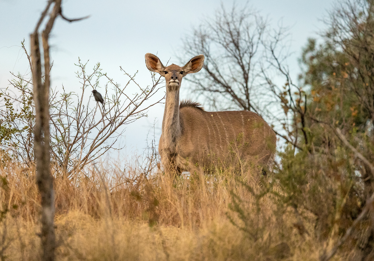 Safari de 3 Días en el Parque Kruger y la Ruta Panorámica