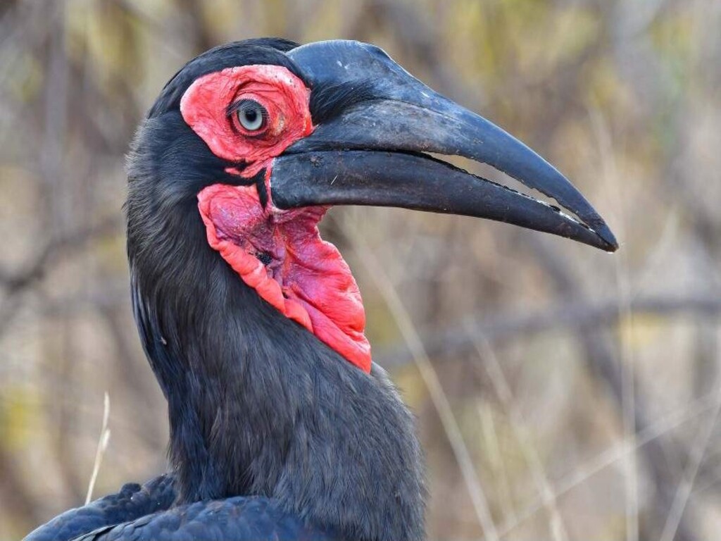 Safari económico de 7 días por el Parque Nacional Kruger, las Cataratas Victoria y el Parque Nacional de Chobe