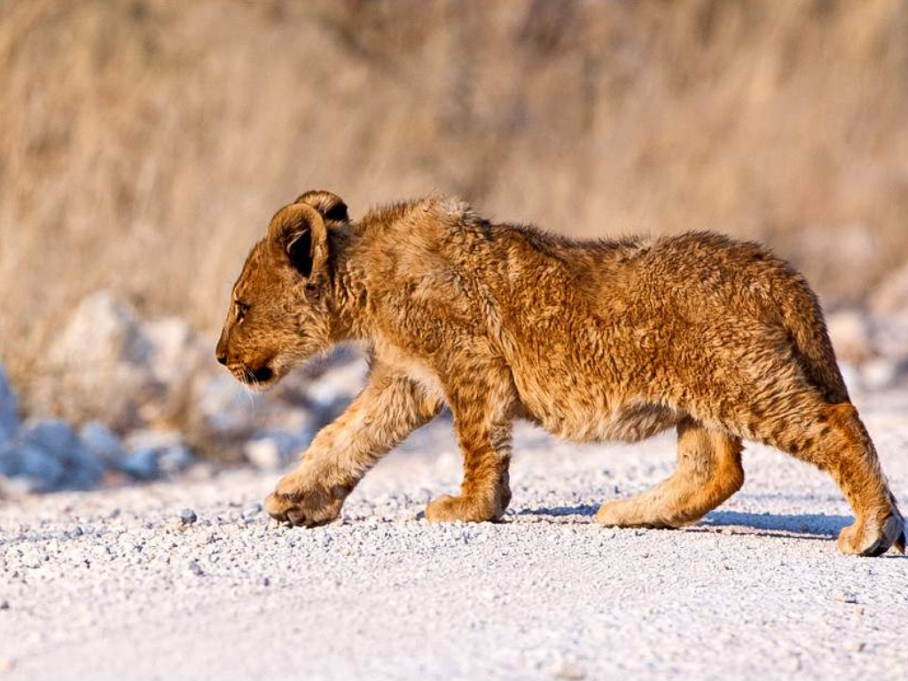 ½-Day Wildlife Safari from Windhoek