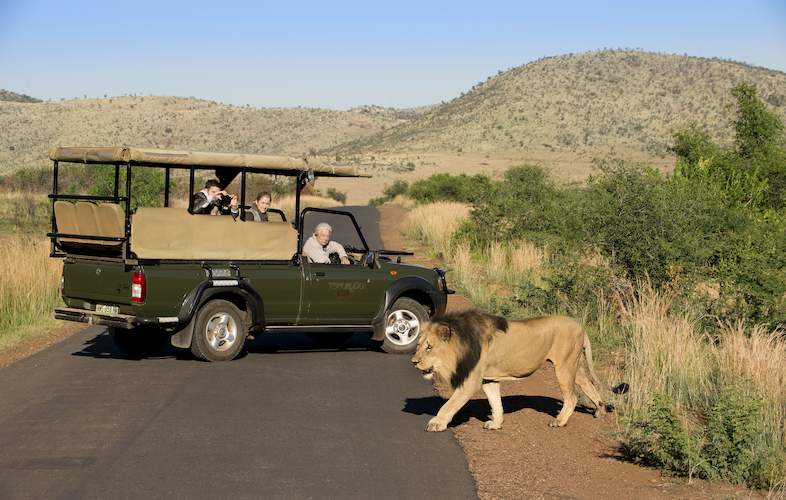 Safari Nocturno en Busca de Depredadores en Kruger – Medio Día desde Hazyview