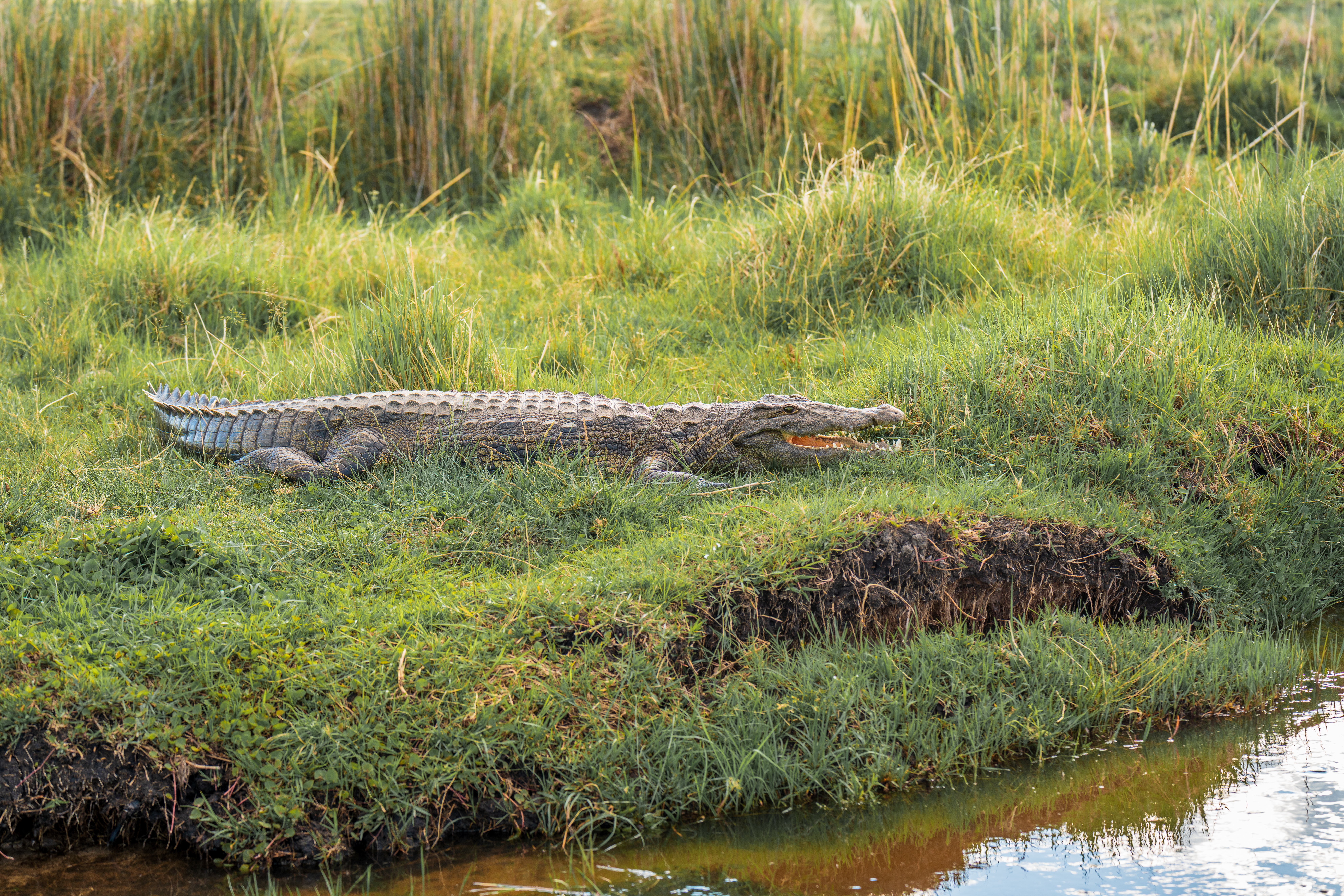 Safari Nocturno en Busca de Depredadores en Kruger – Medio Día desde Hazyview