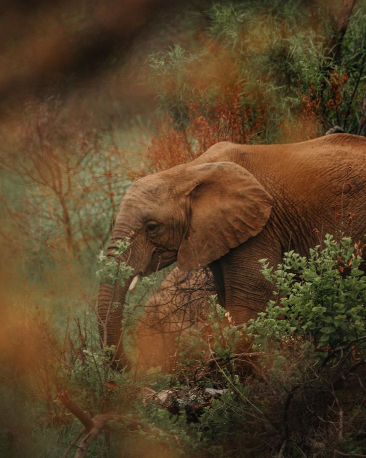 2-Day Sabi Sands Safari – Spot the Big Five