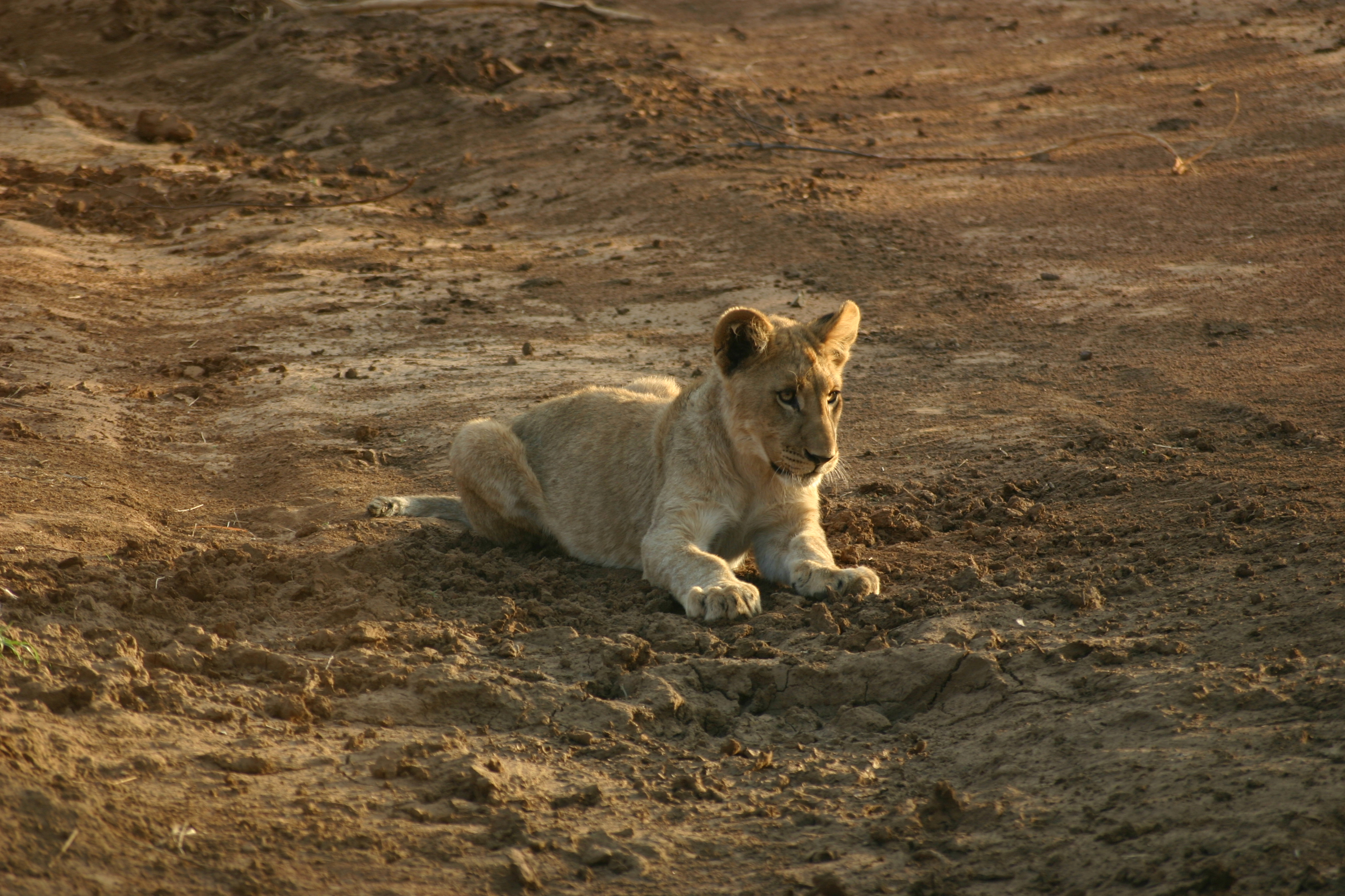 3-Day Madikwe Big Five Safari –African Adventure