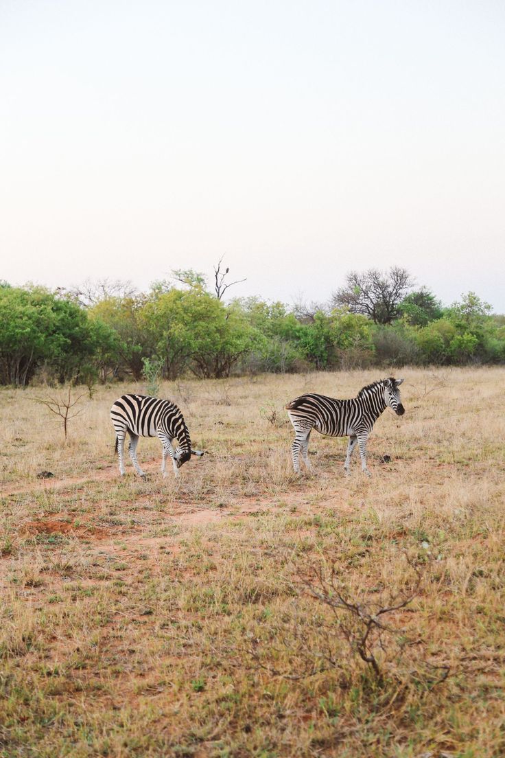 2-Day Sabi Sands Safari – Spot the Big Five