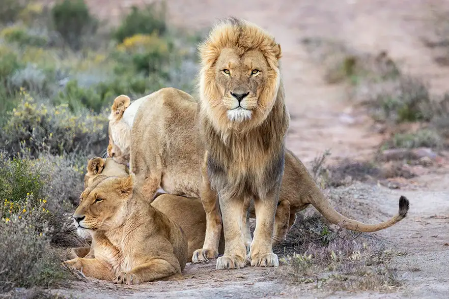 4-Day Safari & Scenic Tour – Cape Town to Garden Route