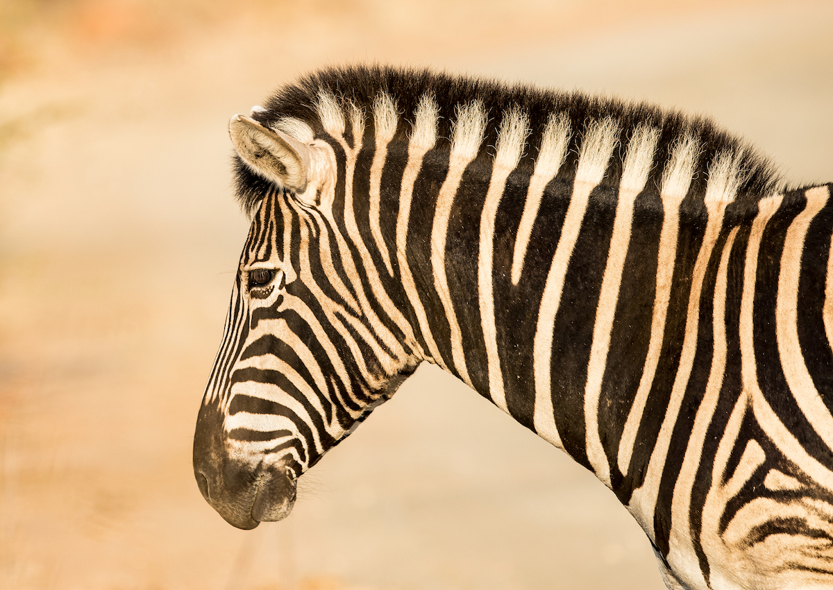 5-Day Big Five Camping Safari with Panorama Highlights