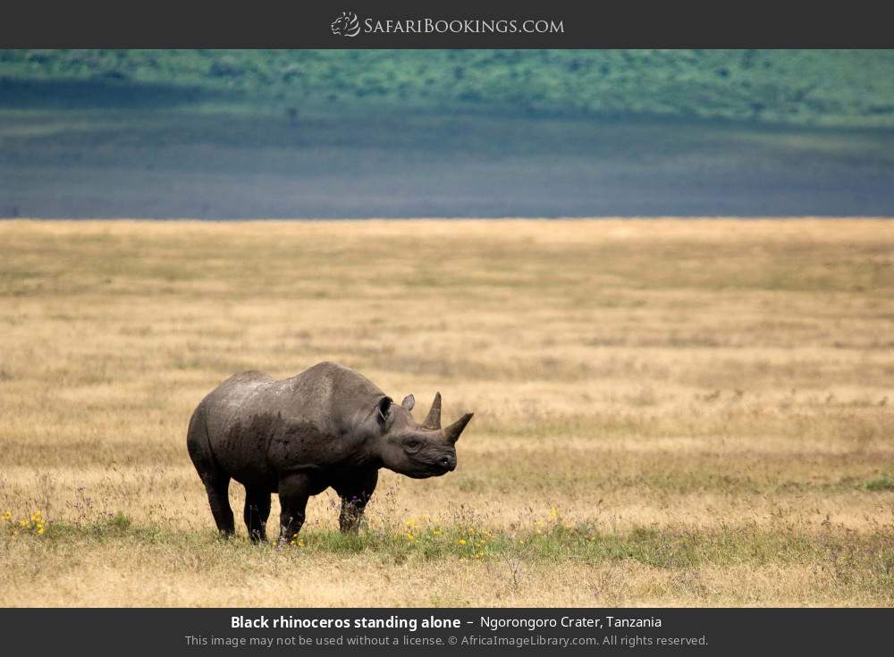 Gran Safari del Este de África: Kenia y Tanzania en 10 Días