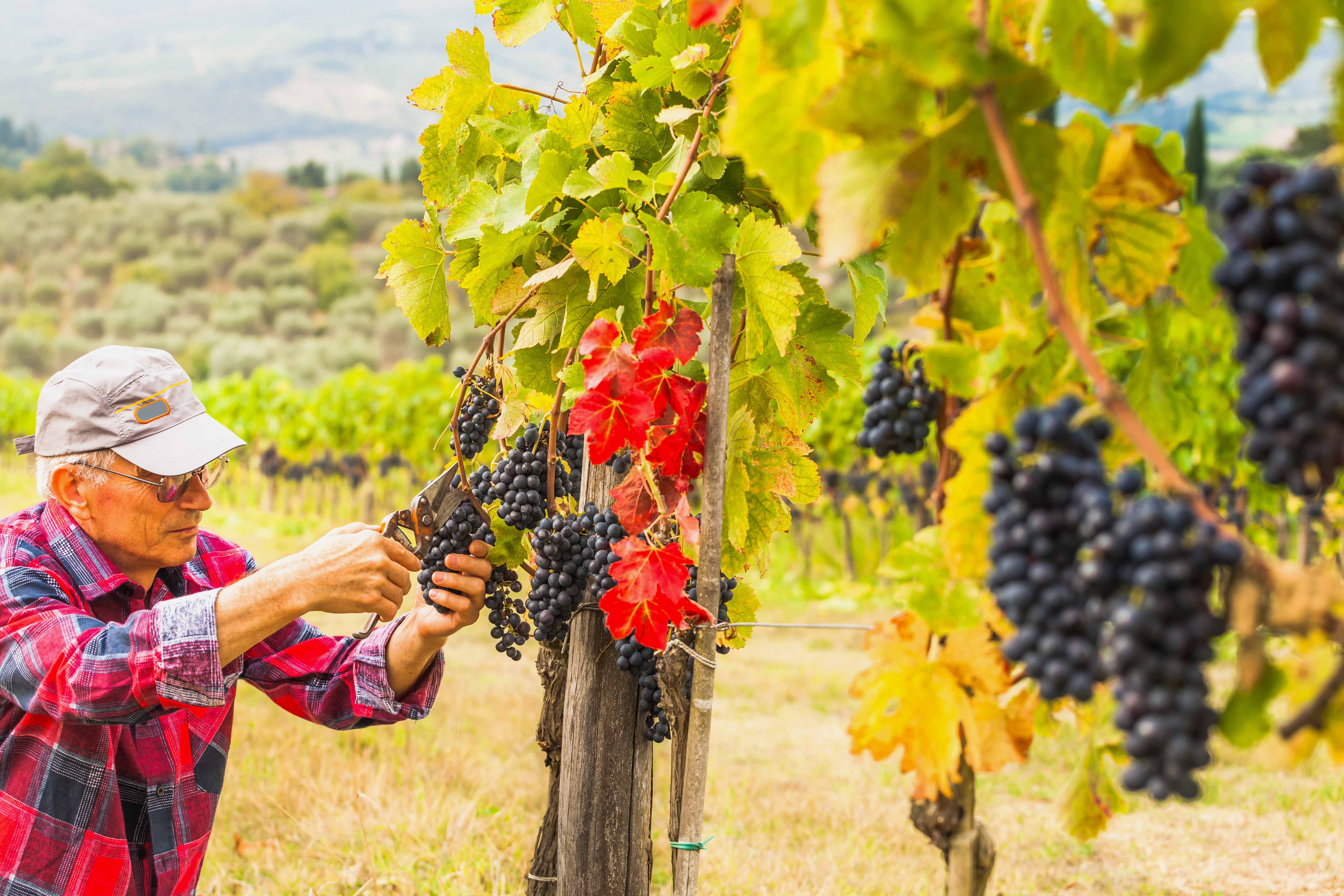 Chianti Wine tour and Badia a Passignano - Photo 5
