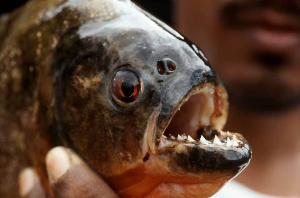 Iqu-05: Ultimate Amazon Odyssey - Expedición de 5 días