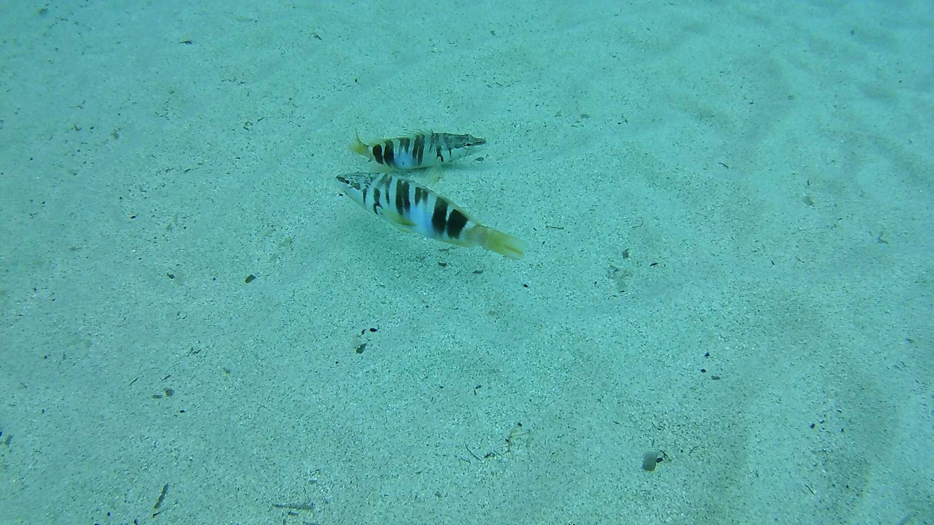 Cala Gonone: snorkeling in the Orosei Gulf - Photo 16