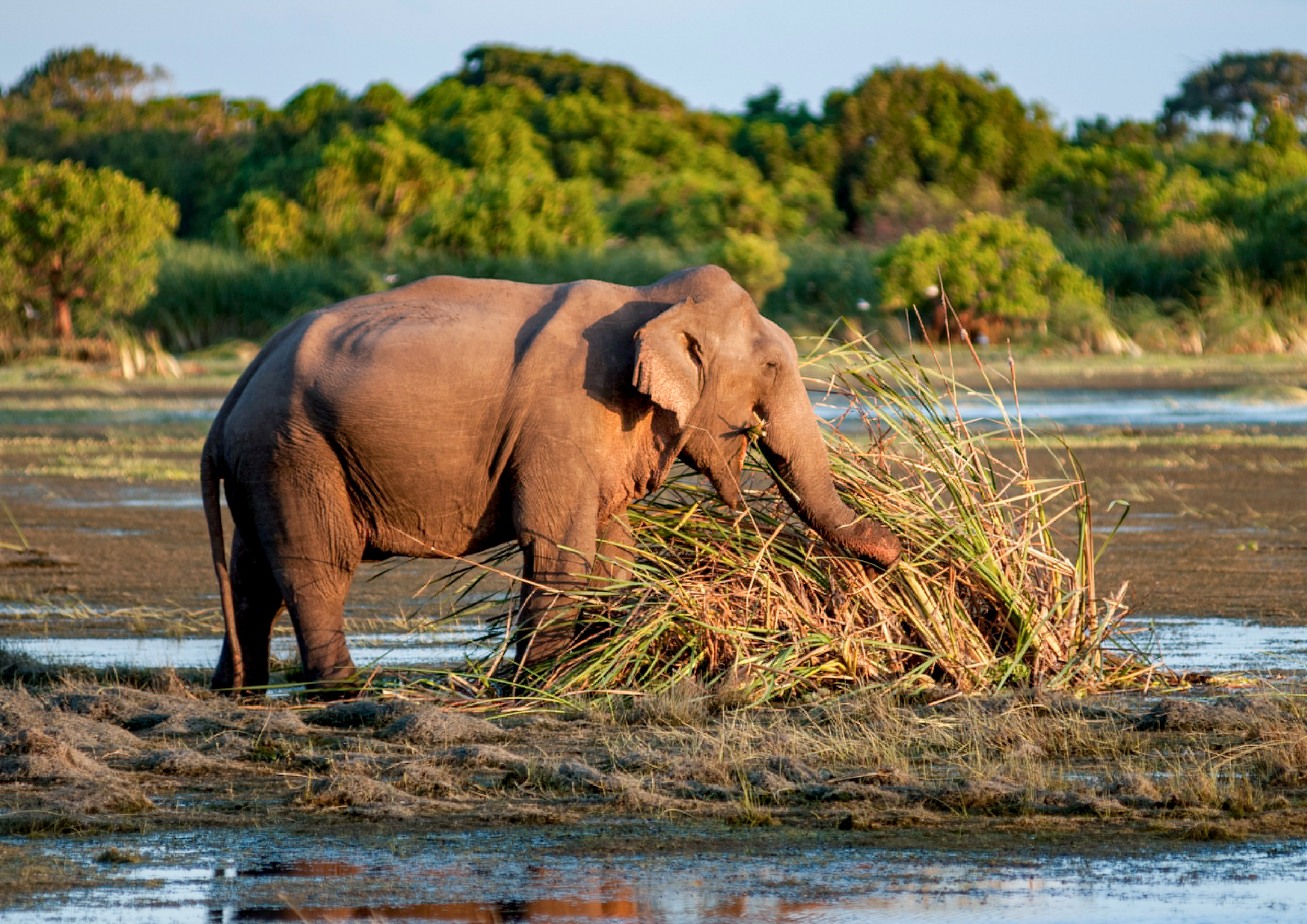 Kumana National Park Private Safari with Naturalist.