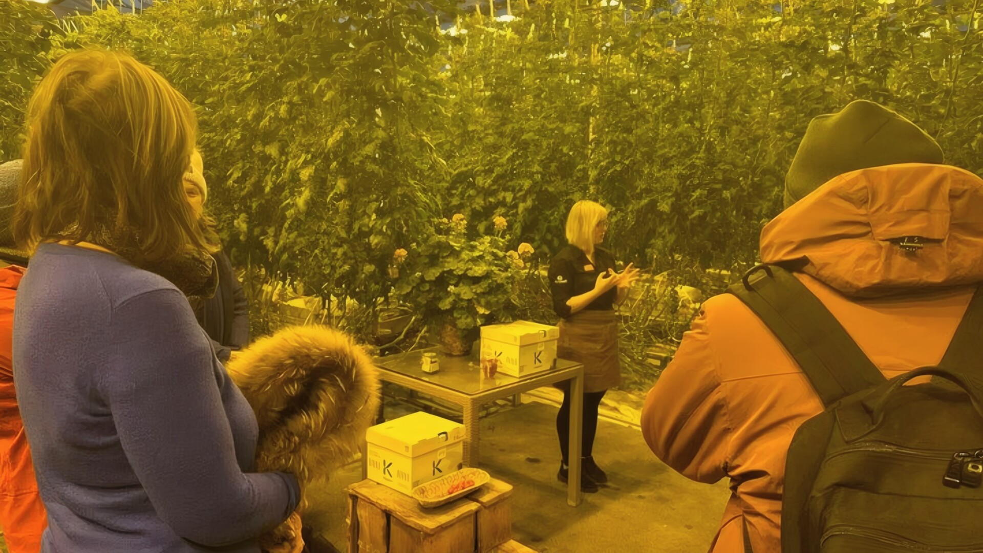 Golden Circle Day Tour with Friðheimar Farm - photo 15