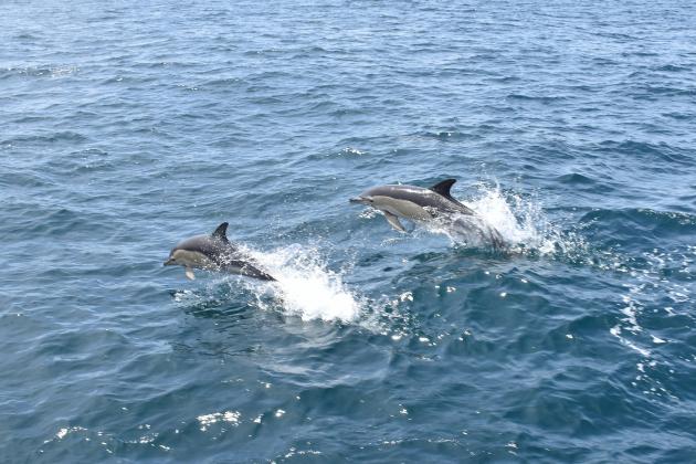 Avistamiento de Delfines en Benalmádena