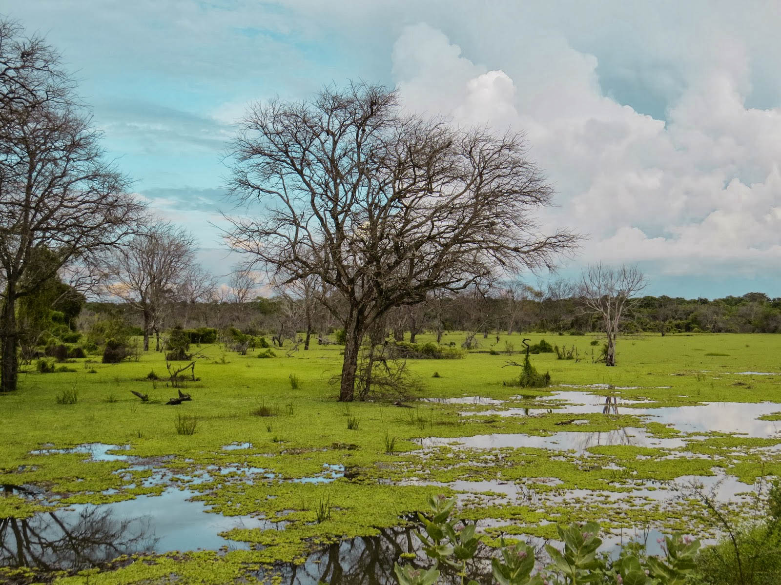 Lunugamvehera National Park Shared Safari