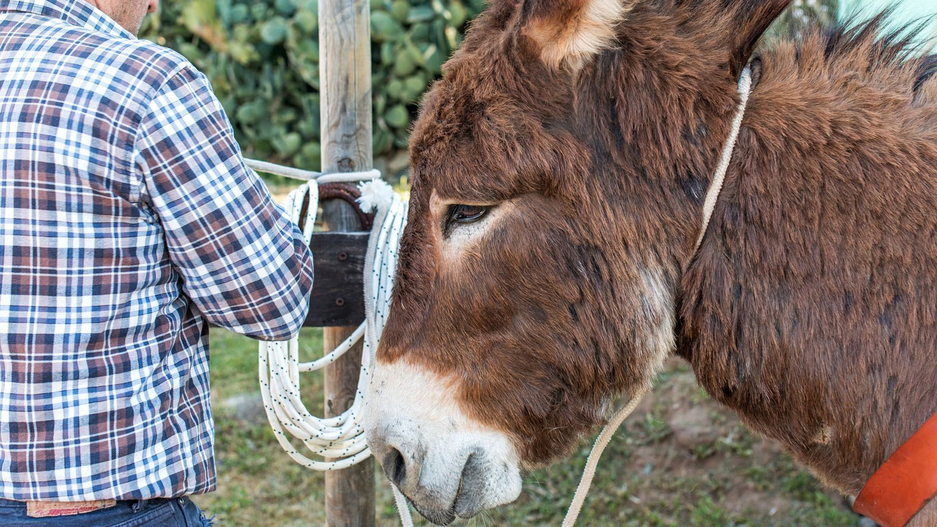 From Dorgali: 3-day donkey trekking in the Gulf of Orosei - Photo 10