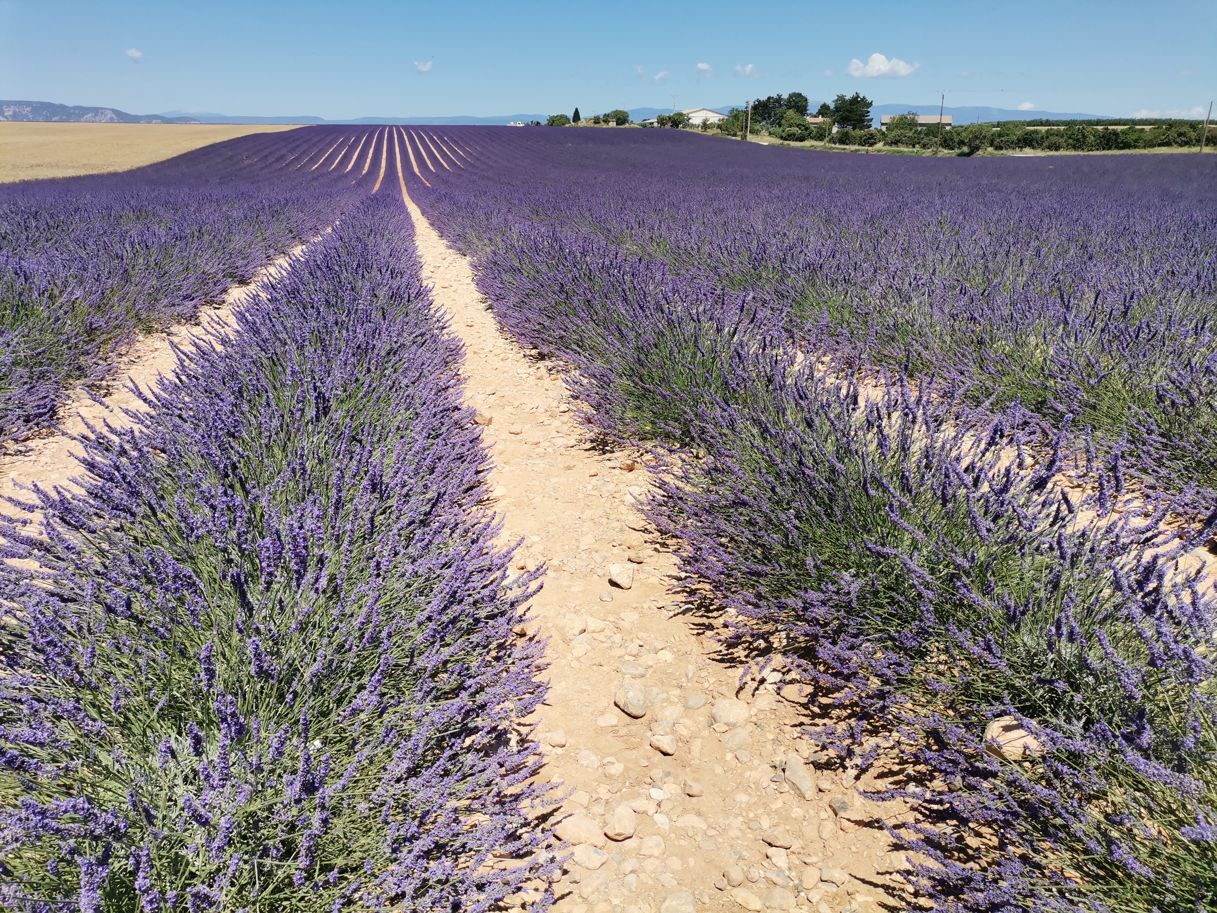 Live a real and unique experience in a lavender field - Photo 11