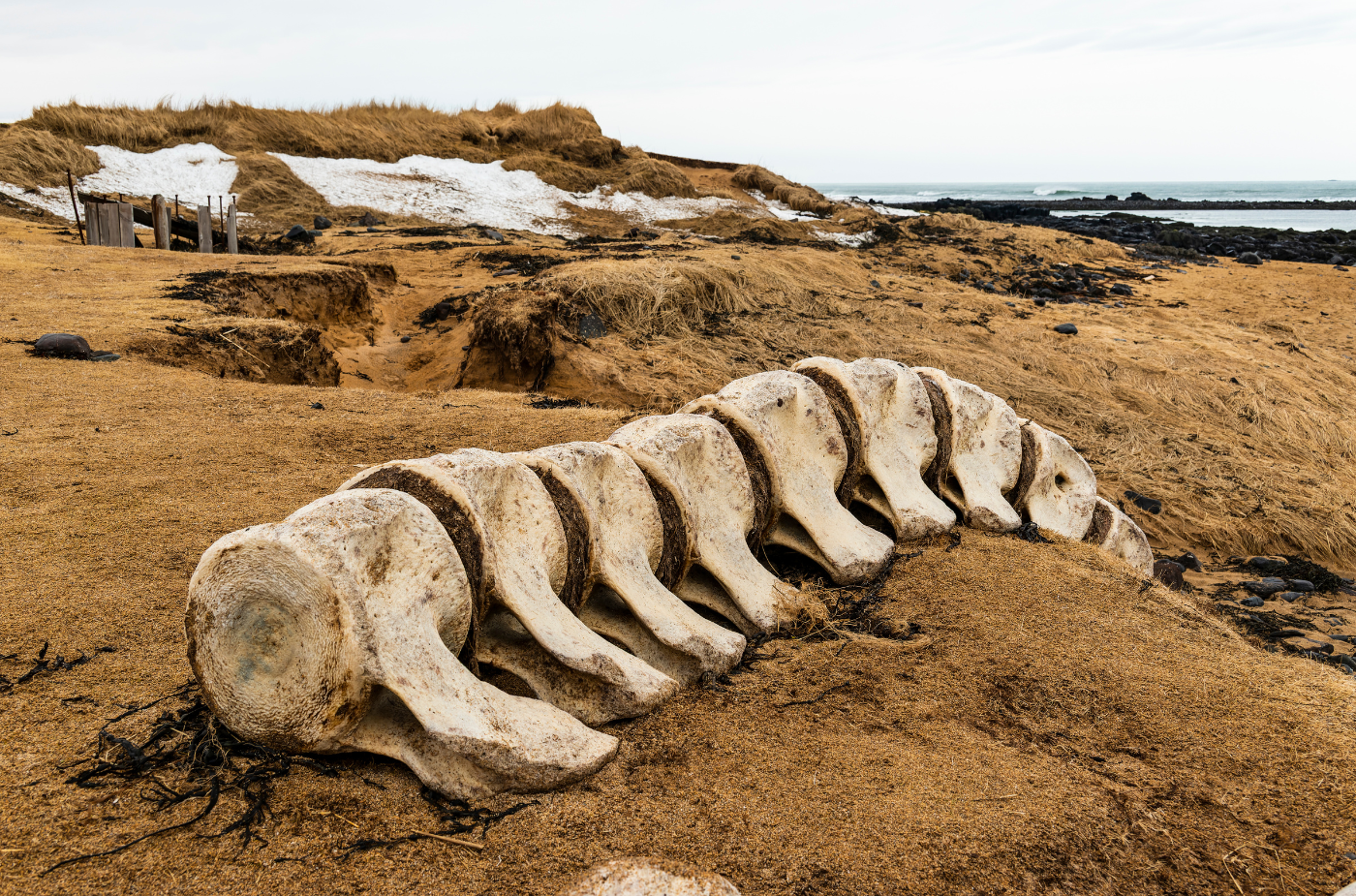 Snaefellsnes Private Tour At Iceland’s West Coast of Wonders - photo 17