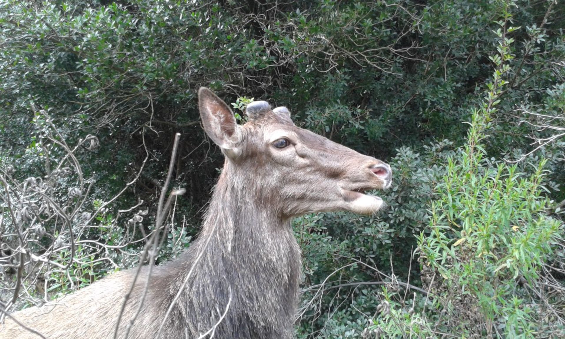 Castiadas: trekking in the S'Acqua Callenti forest - Photo 11