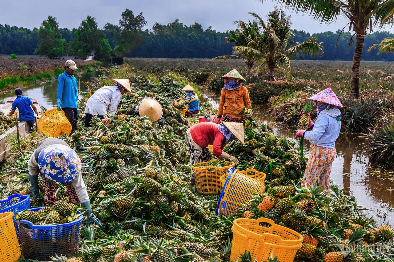 Explore U Minh Thuong Forest and The Bike trip In Pineapple Villages