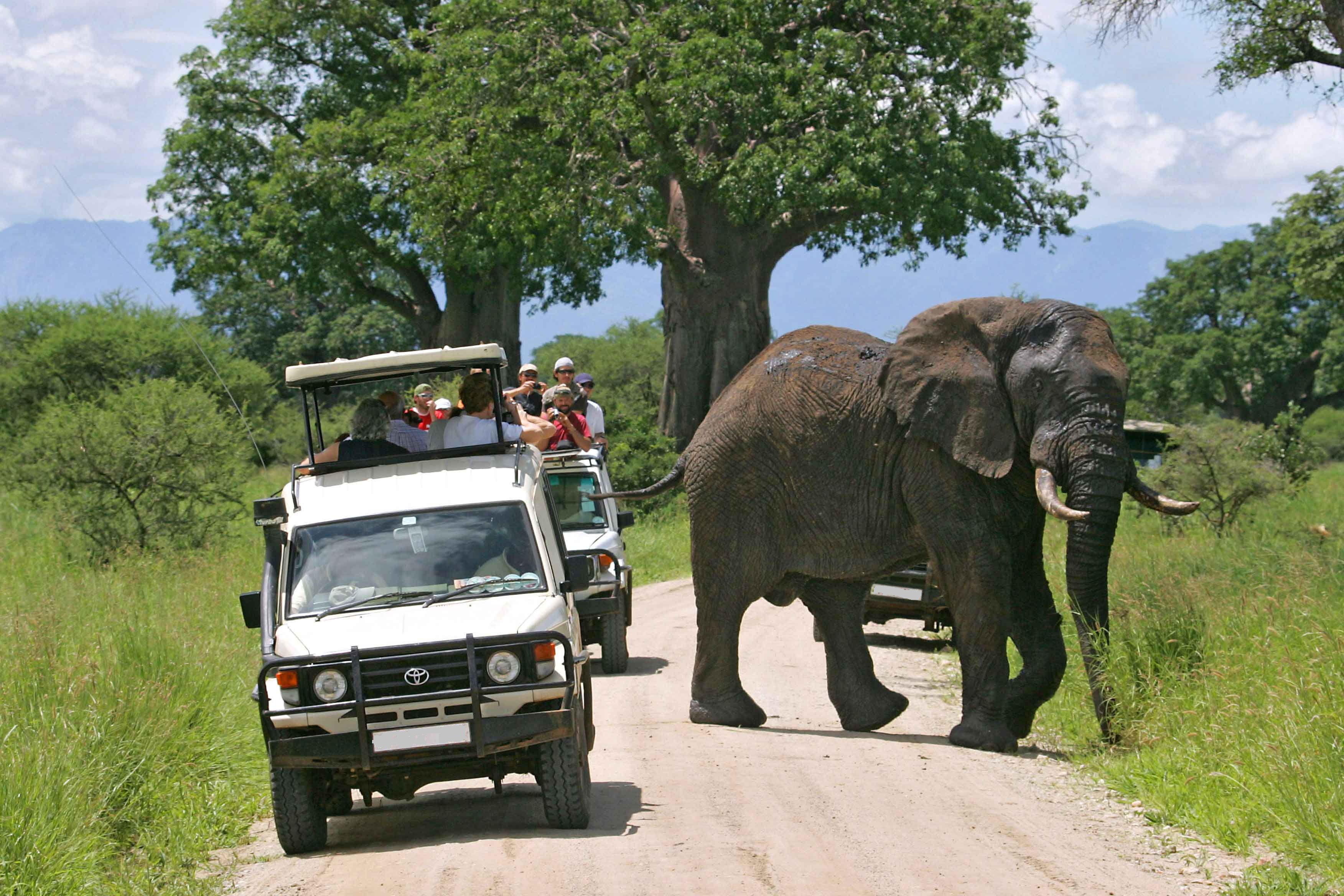 12 días de safari combinado de los cinco grandes en Kenia y Tanzania - Foto 3
