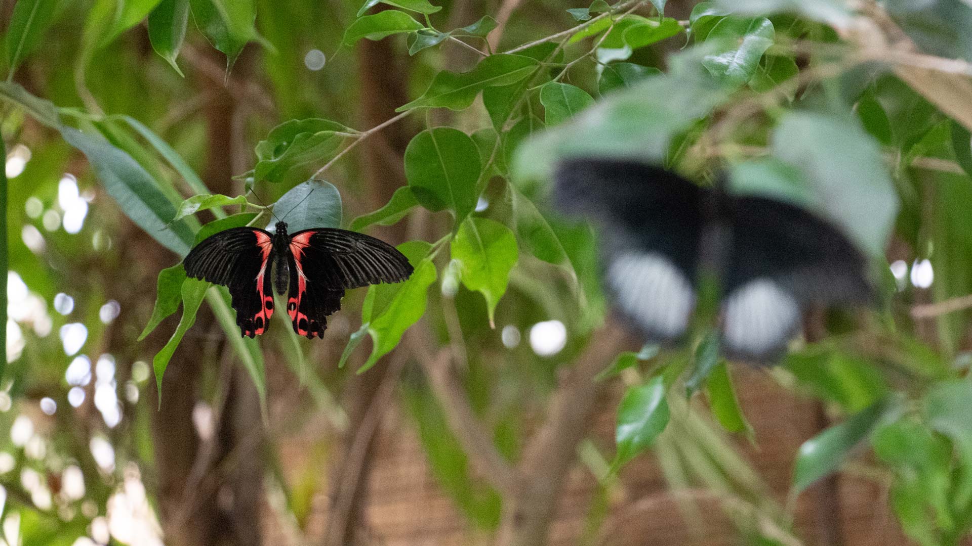 Alghero: visit to the Butterfly House - Photo 22