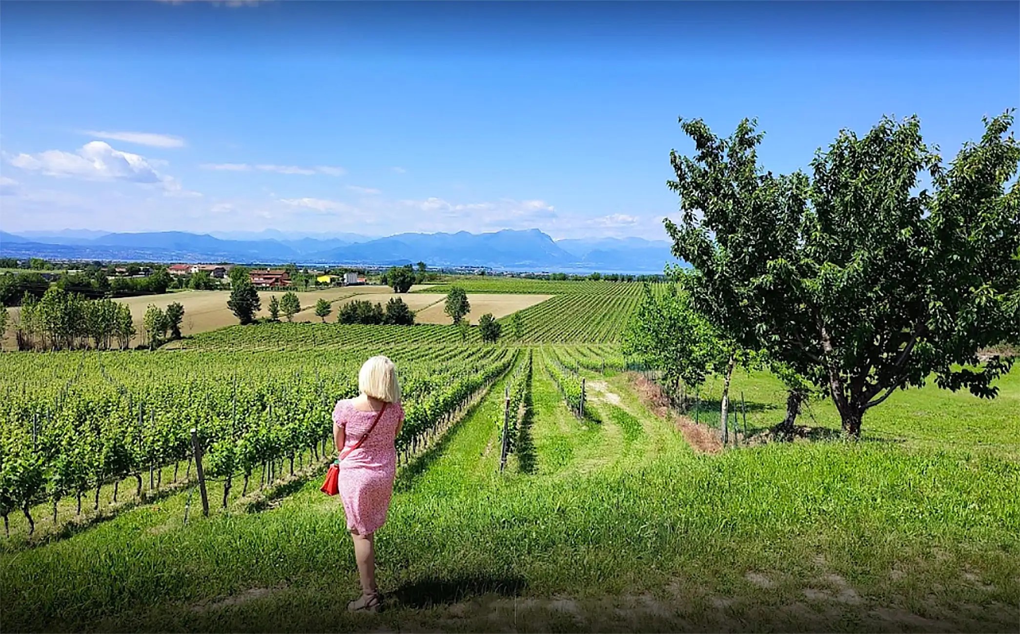 Vineyard Tour and Tasting of Lugana Wines - Photo 4
