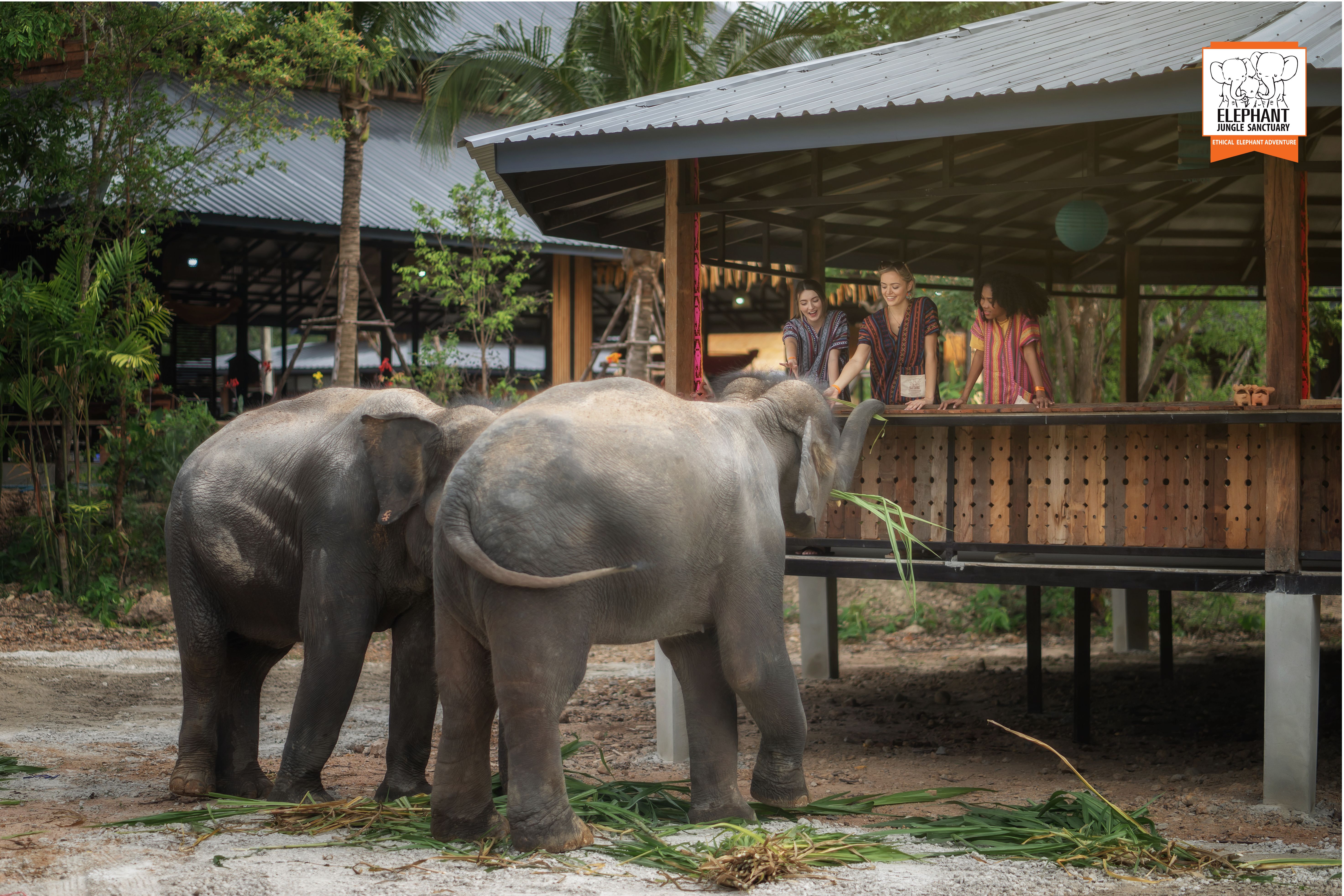 Chiang Mai: Feed Me Experience